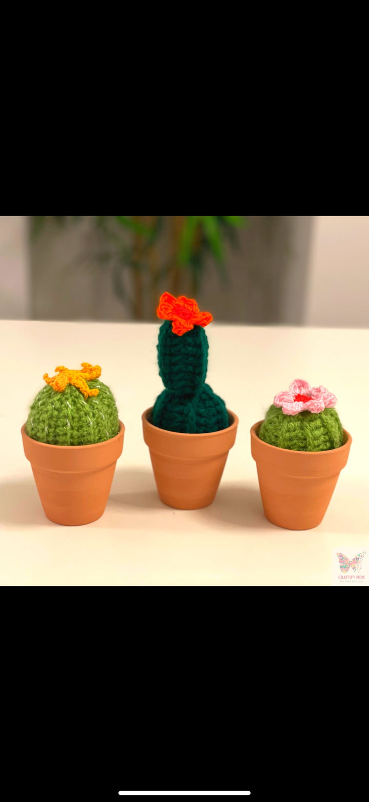 Potted Cactis - 2